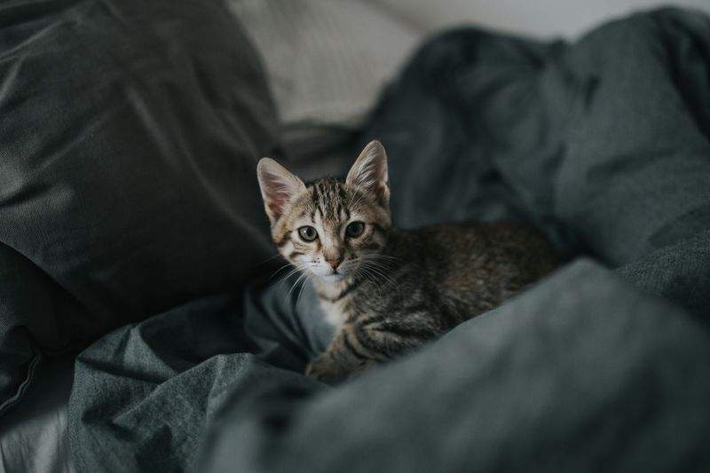 おやつ選びで気をつけたい、猫との毎日のコミュニケーション