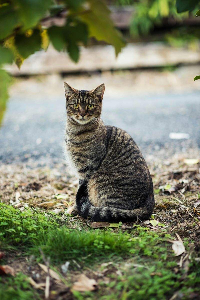 初めてのキャットタワー選びで見ておきたいポイント