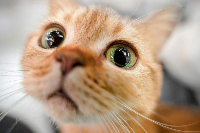 ねこ暮らしラボ株式会社 7