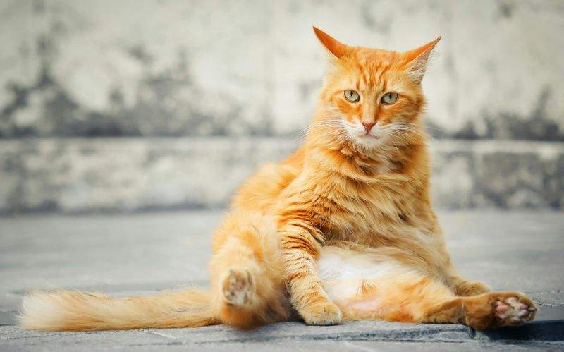 ねこ暮らしラボ株式会社 9