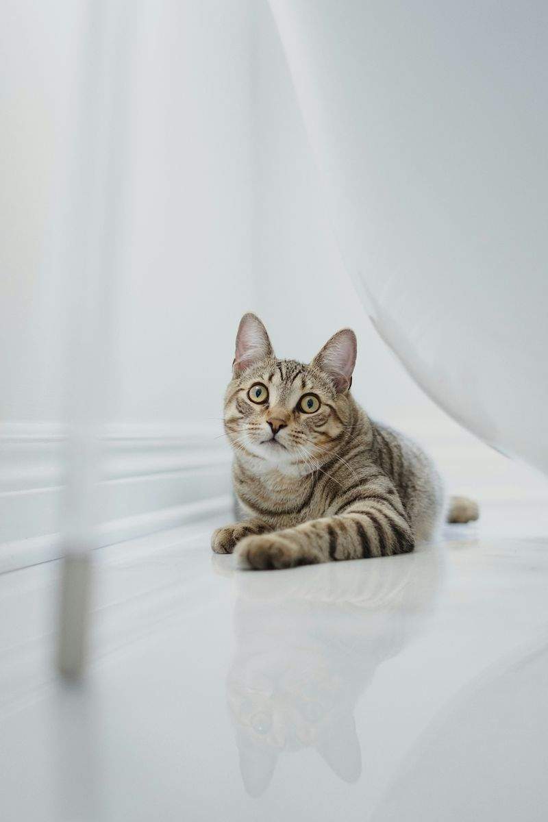 猫の行動相談